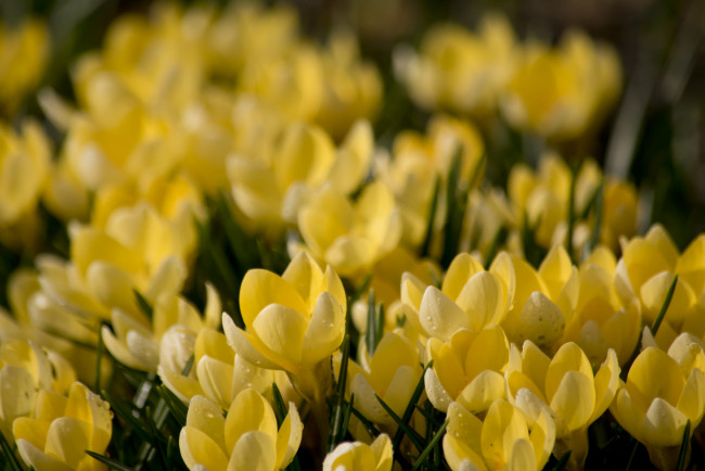 Обои картинки фото цветы, крокусы, жёлтые