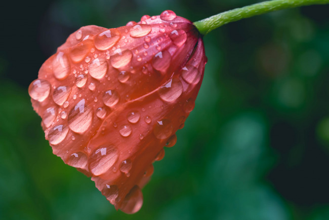 Обои картинки фото цветы, маки, мак