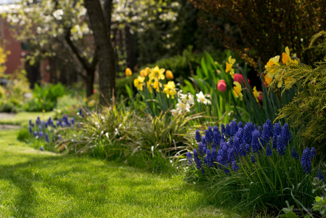 Обои картинки фото цветы, разные вместе, клумба