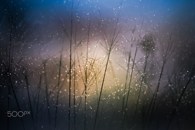 Обои картинки фото природа, макро, боке, ростение, кпли