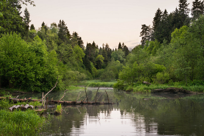 Обои картинки фото природа, реки, озера, лес, река
