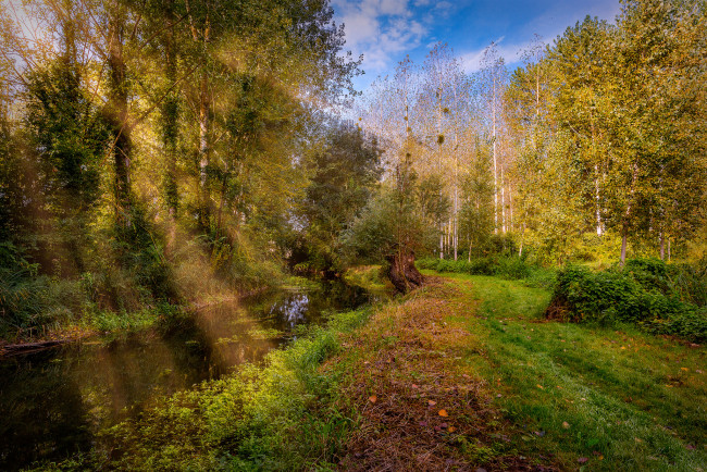 Обои картинки фото природа, реки, озера, река, лес