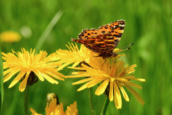 Обои картинки фото животные, бабочки,  мотыльки,  моли, одуванчики