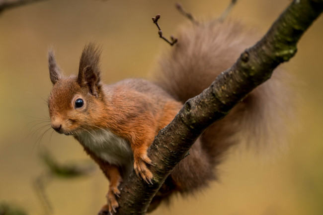 Обои картинки фото животные, белки, боке, ветка, грызун, белка, проказница