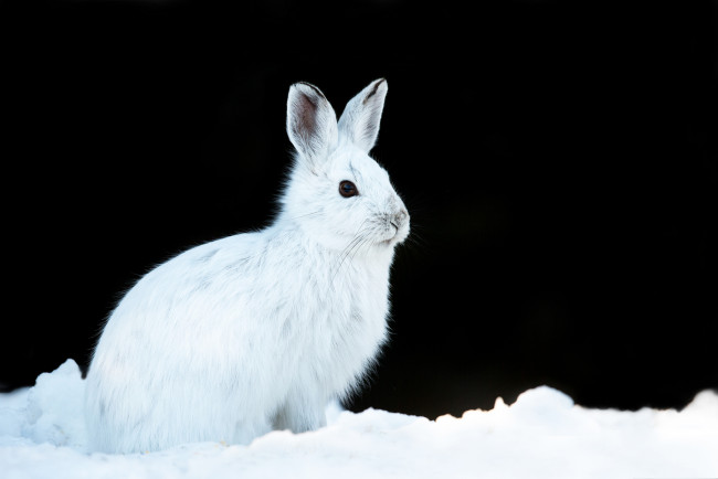 Обои картинки фото животные, кролики,  зайцы, кролик