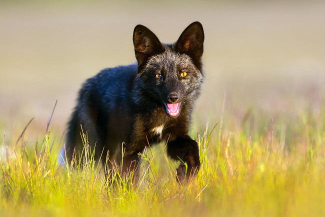 Обои картинки фото животные, лисы, трава, лиса, чёрная, лисёнок