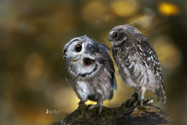 Обои картинки фото животные, совы, сова, две, птицы, ветка