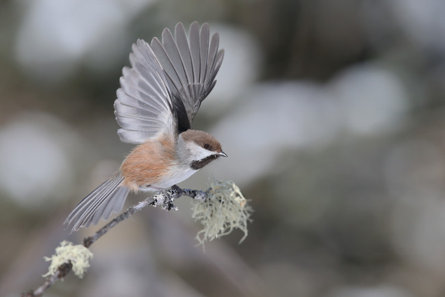 Обои картинки фото животные, воробьи, птица