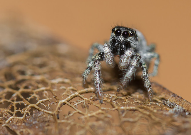 Обои картинки фото животные, пауки, паук