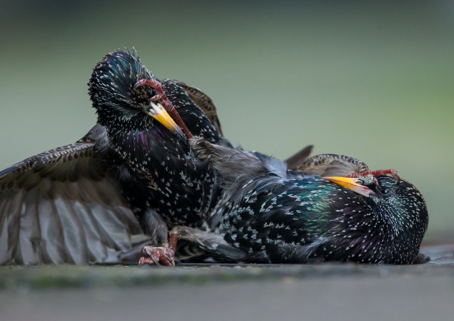 Обои картинки фото животные, вороны,  грачи,  галки, грачи