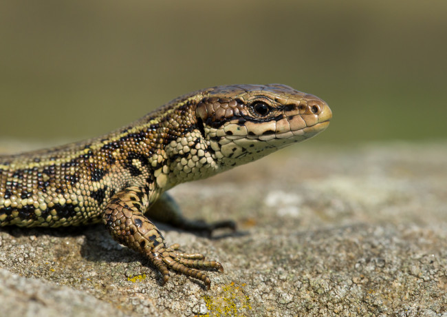 Обои картинки фото животные, Ящерицы,  игуаны,  вараны, ящерица