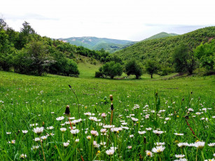 Картинка природа луга холмы луг ромашки лето