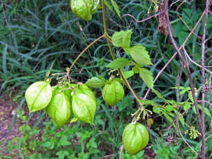 Картинка природа плоды физалис