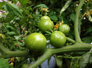 Картинка природа плоды помидоры