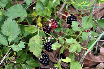 Картинка природа ягоды ежевика