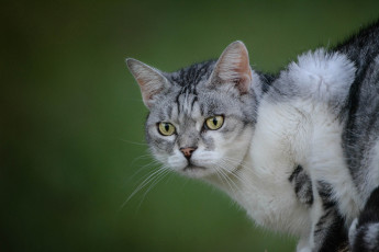 Картинка животные коты взгляд