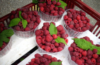 Картинка еда малина