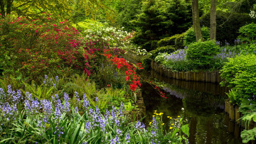 Картинка природа парк кусты водоем