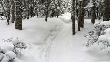 Картинка природа зима тропа снег