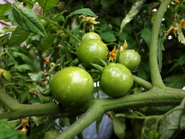 Обои картинки фото природа, плоды, помидоры