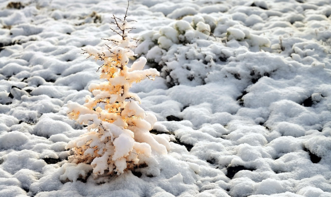 Обои картинки фото природа, зима, снег