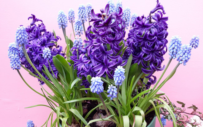 Обои картинки фото цветы, гиацинты, гиацинт
