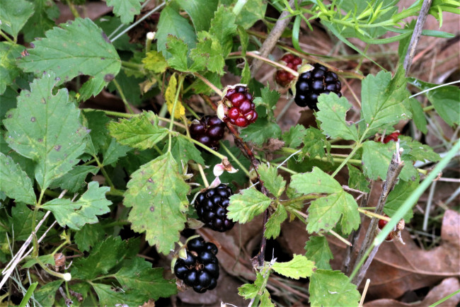 Обои картинки фото природа, ягоды, ежевика