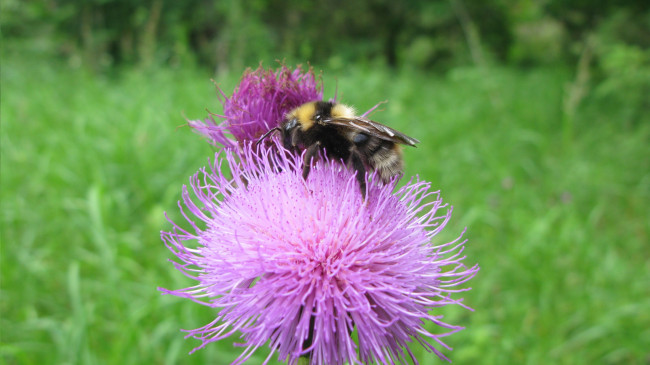 Обои картинки фото шмель на цветке, природа, макро, шмель, лето, цветок