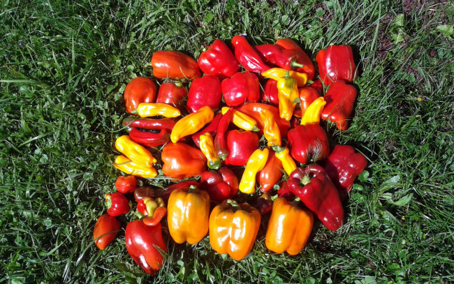 Обои картинки фото еда, перец, трава, стручки, разноцветные