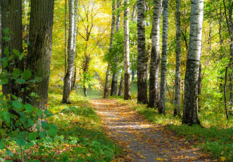 Картинка природа дороги лес