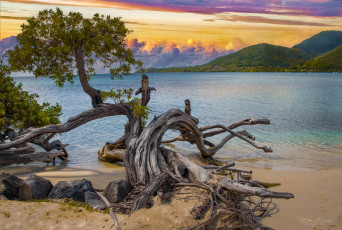 Картинка природа побережье дерево