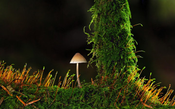 обоя природа, грибы, гриб, мох, сук