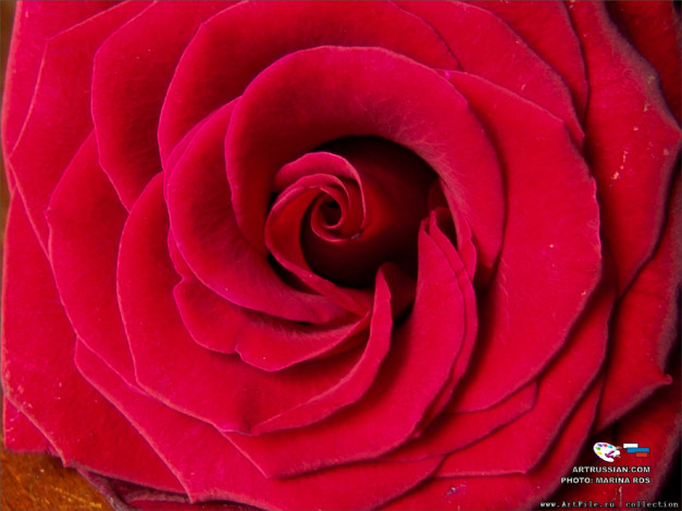 Обои картинки фото цветы, розы