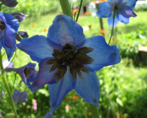 Картинка цветы дельфиниум