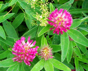 Картинка цветы луговые полевые