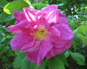 Картинка цветы шиповник