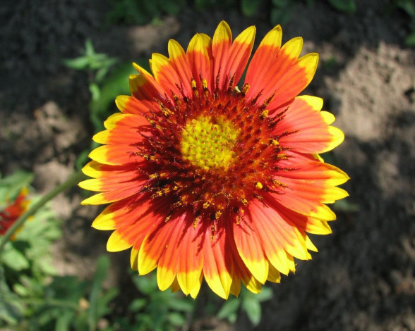 Обои картинки фото цветы, гайлардии, гелениумы