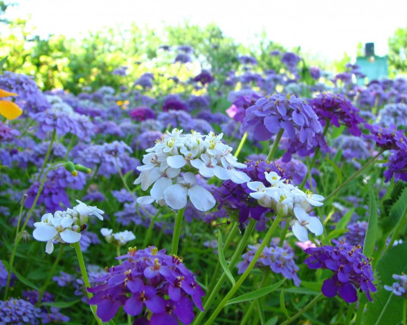 Обои картинки фото цветы, лантана, вербена