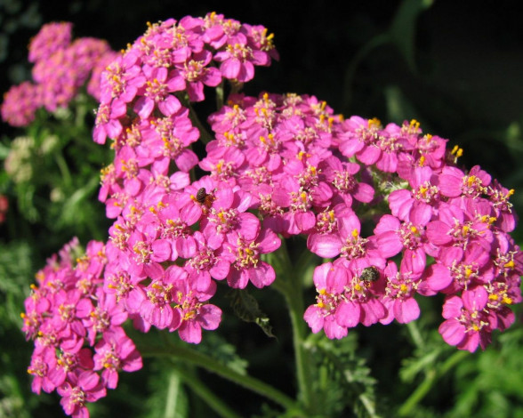 Обои картинки фото цветы, луговые, полевые