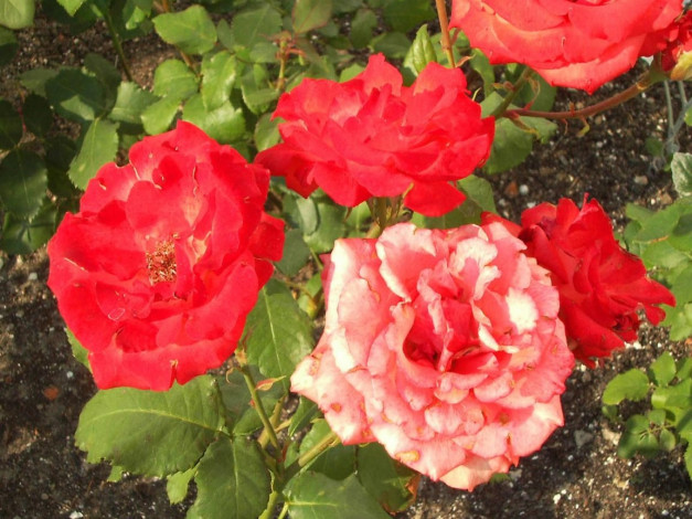 Обои картинки фото цветы, розы