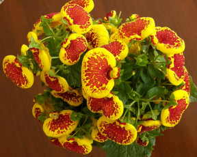 обоя цветы, кальцеолярия, венерины, башмачки