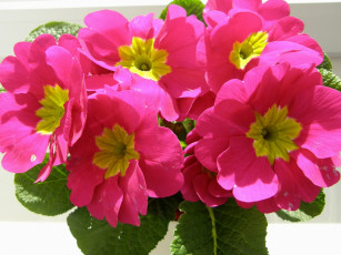 обоя цветы, примулы