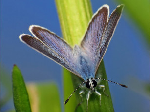 Картинка urman небесная бабочка животные бабочки