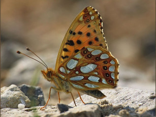 Картинка urman перламутровка полевая животные бабочки