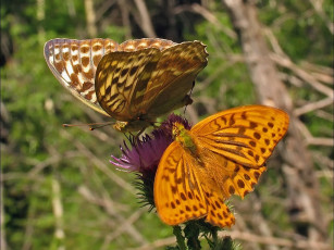 Картинка urman разрешите познакомиться животные бабочки