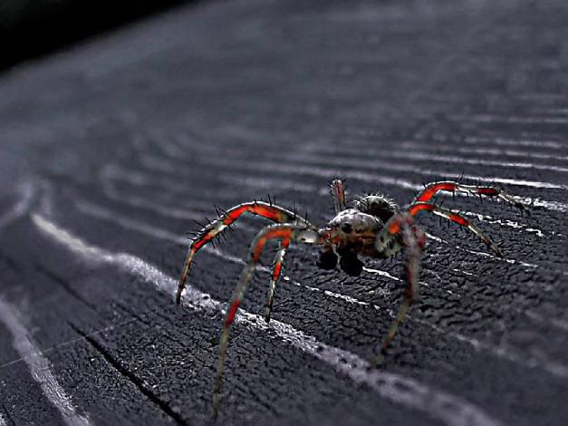 Обои картинки фото maxforever, паук, животные, пауки