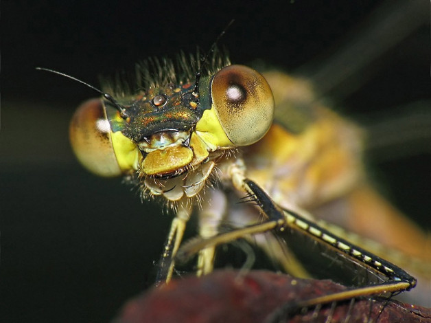 Обои картинки фото urman, поговорим, животные, стрекозы