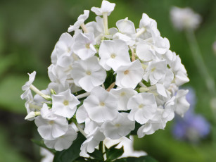 Картинка цветы флоксы