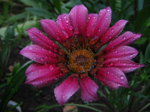 Картинка цветы газания