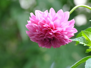 Картинка цветы георгины